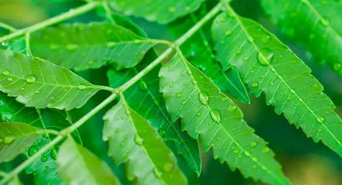 neem tree