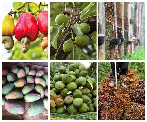 The tree crops are; cashew, shea, mango, oil palm, coconut and rubber