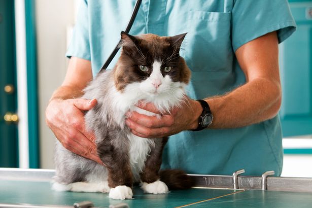 A vet revealed pets spend their final moments desperately looking for their owners if they've left the room