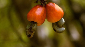 The cashew conference is expected to improve the global cashew supply chain