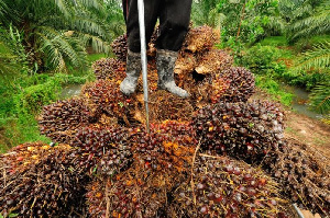 OPDAG is a representation of the entire palm oil value chain actors in Ghana