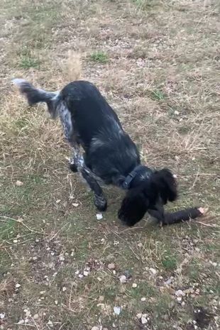 Molly thought the pooch had found a stick