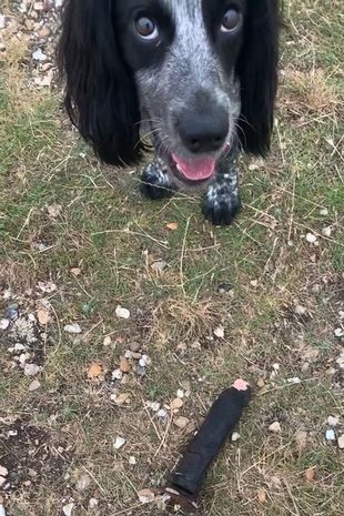 He even wanted her to play fetch with it