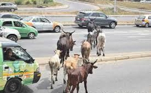 Cattles crossing major roads