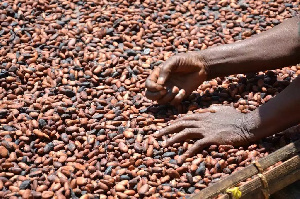 Ivory Coast and Ghana account for almost 60% of world supplies for cocoa beans