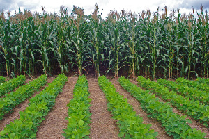 agriculture sector in Ghana