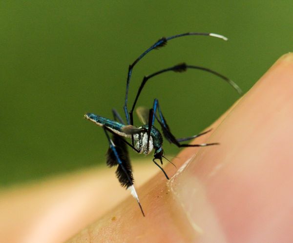 Sabethes – The world’s most beautiful mosquito