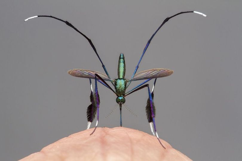 Sabethes – The world’s most beautiful mosquito