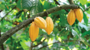 Climate change is affecting the production of cocoa in the country