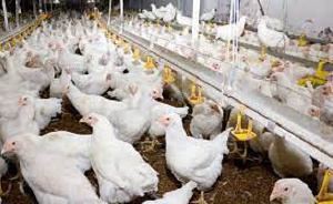 The is currently an outbreak of Avian Influenza in the Bono Region