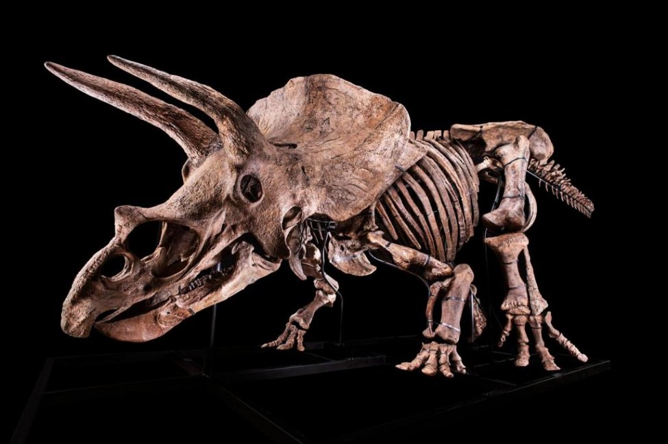 'Big John,' world's largest triceratops, sells for $7.7M