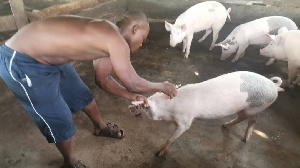 A man attending to pigs