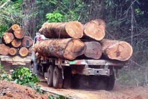 The plaintiff wants illegal special logging permits to be curtailed