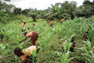 Students weeding on a farm