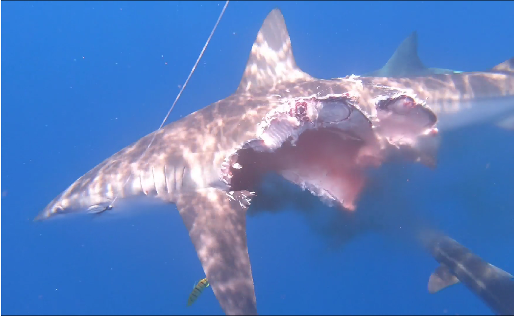 The zombie shark continued to swim despite being 'half eaten'