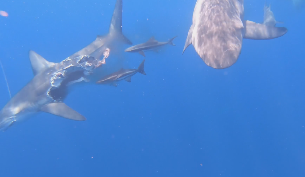 The Oceanic Black fin had been swarmed upon by a collection of cannibalistic bull sharks