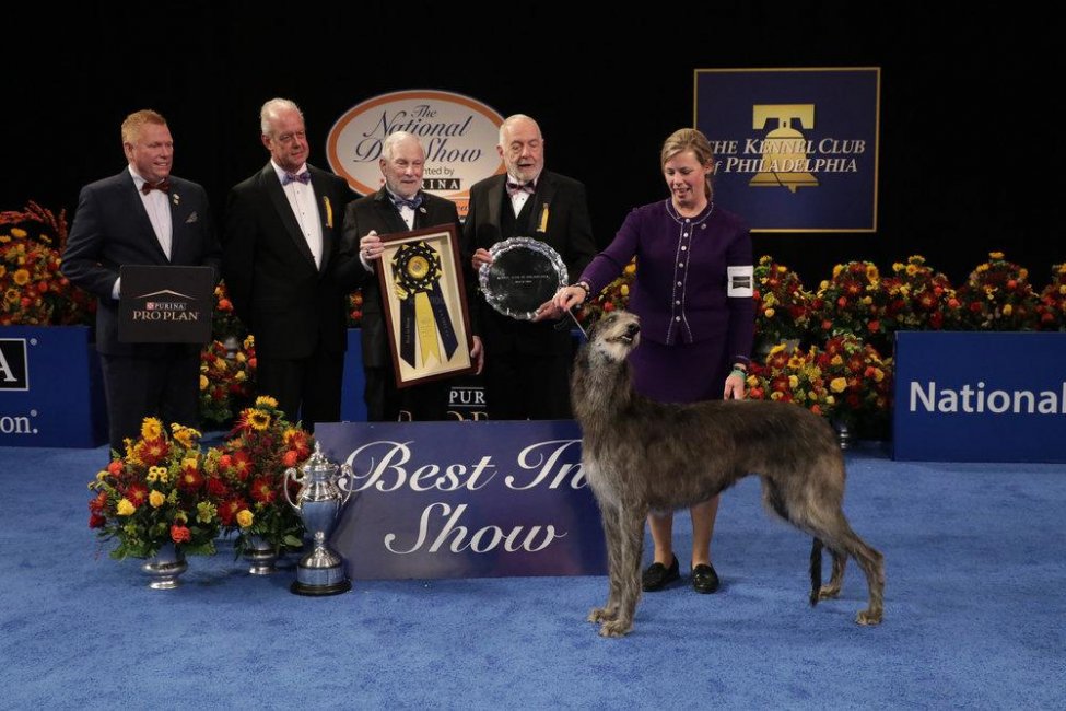 Claire the Scottish Deerhound named Best in Show for second year