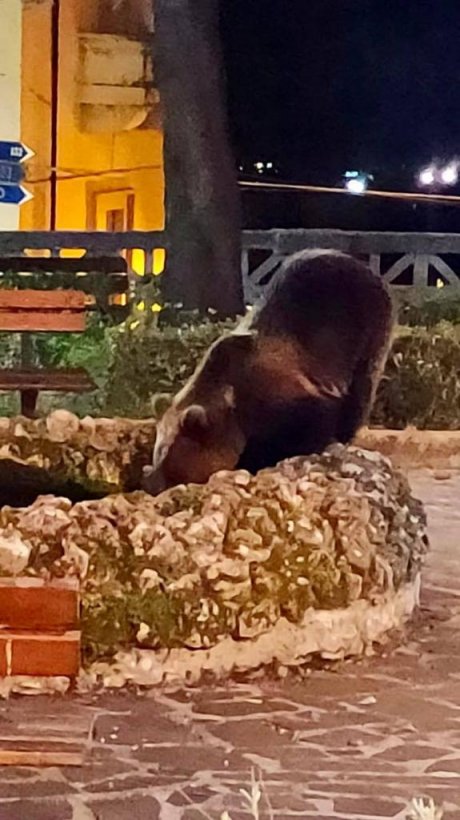 Italian couple confronted by endangered bear on balcony