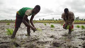 Ghana celebrates Farmer's Day today