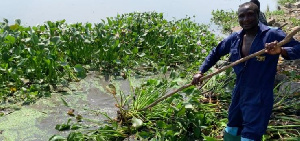 Water hyacinths take over lake