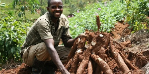 A cassava farmer in Ghana