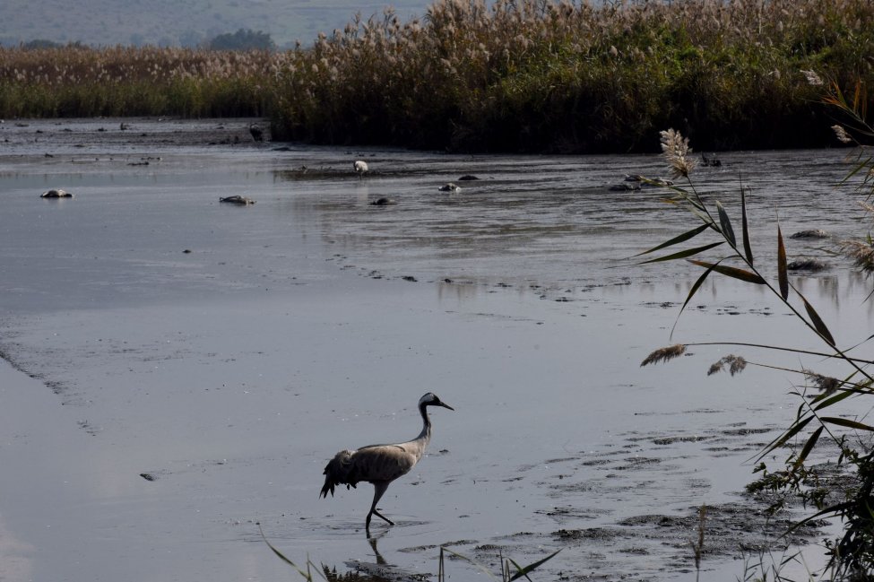 WHO notified after rare case of bird flu transmission in England