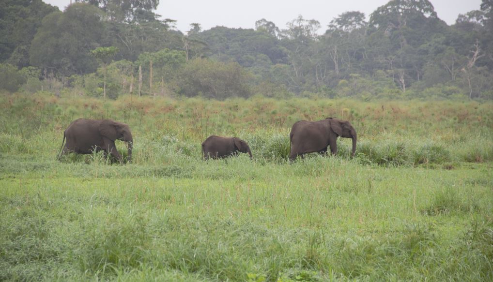 Africa Climate Week 2022 in Libreville set to harness opportunities for Climate Action ahead of COP27