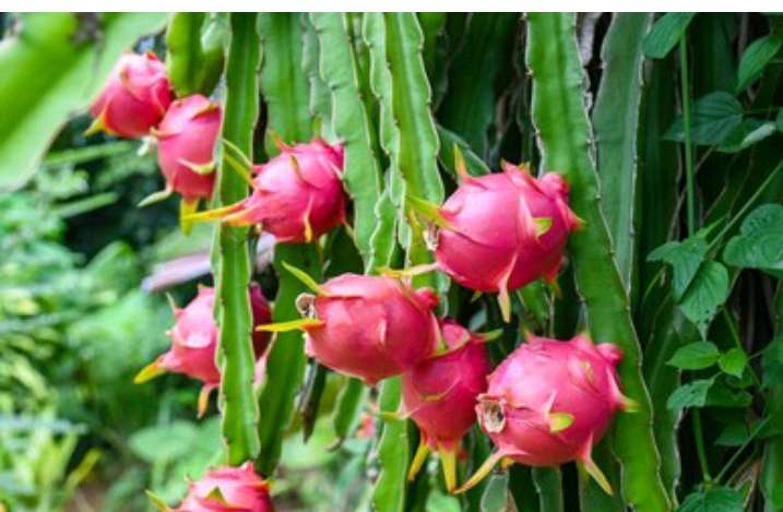 Learn More About The Impressive Health Benefits Of Dragon Fruit ...