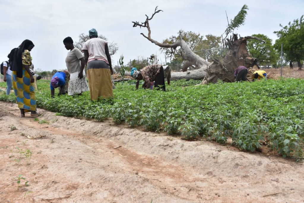 806 GASIP seedlings growers certified after 10-month intensive training