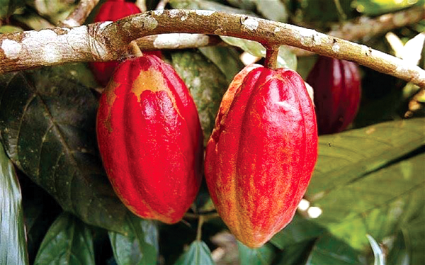 COCOBOD secures $1.13bn to purchase cocoa