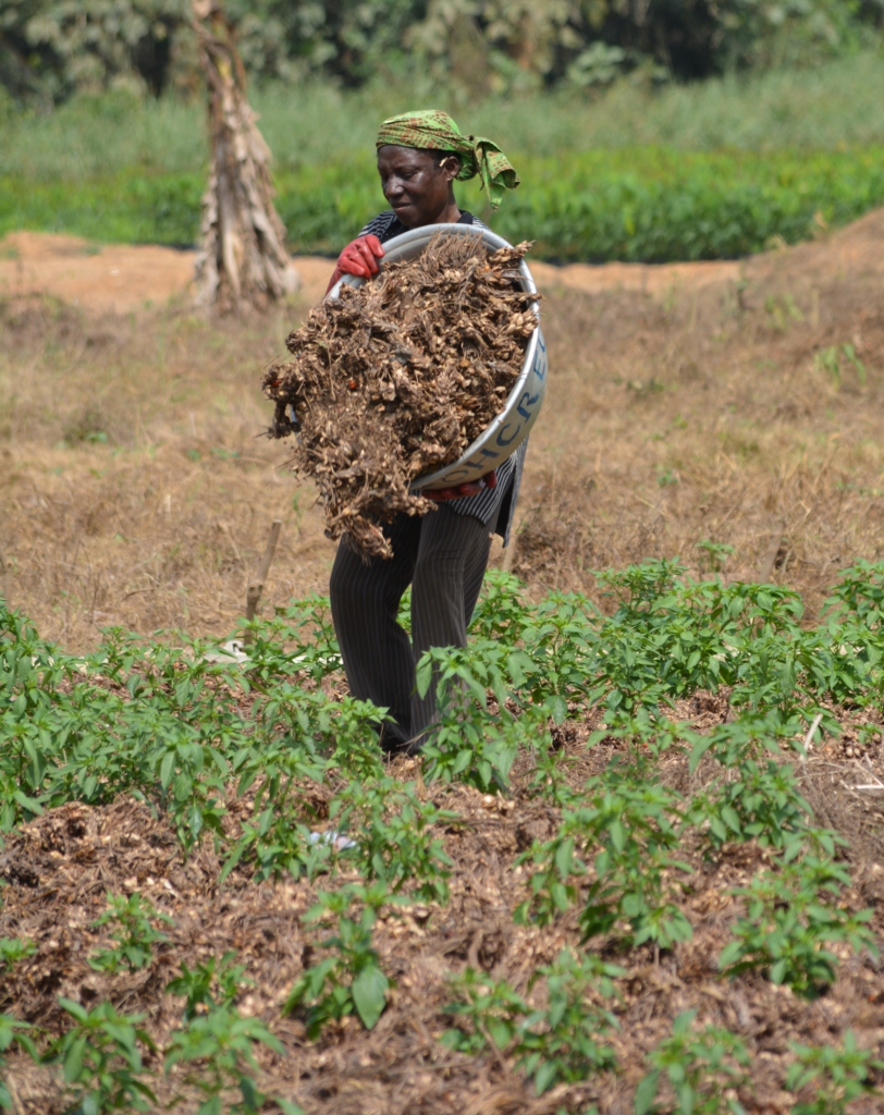 New research: Waste can create food and jobs-and help fight climate change