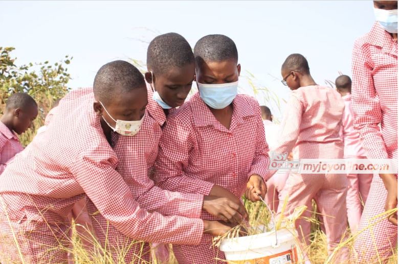 Limited combine harvesters in Northern Region threaten rice harvest