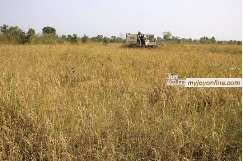 Limited combine harvesters in Northern Region threaten rice harvest