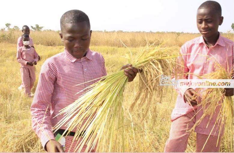 Limited combine harvesters in Northern Region threaten rice harvest