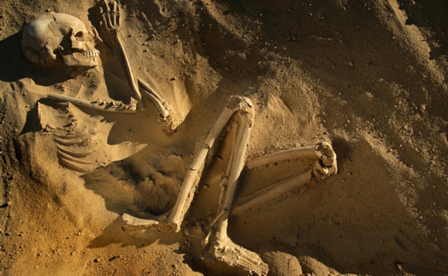 Skeletons Of The Sahara | KPBS Public Media