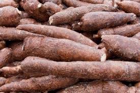 Cassava products effect on human health