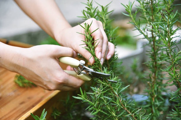 Benefits of Rosemary, an Aromatic Plant that is Good for Health