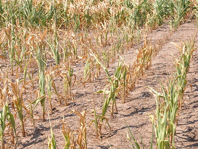 We did not foresee the impact of the drought - Agric Ministry