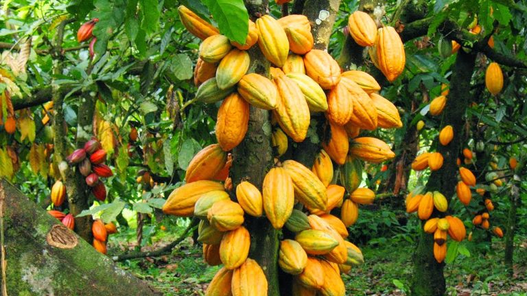 Ghana’s cocoa production hits 20-year low, Minister-Designate Reveals.
