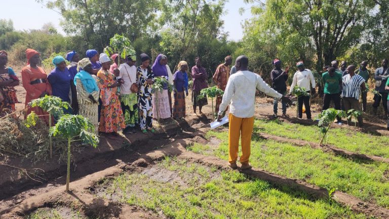 Fonio crop introduced to farmers at Kong in Sissala East